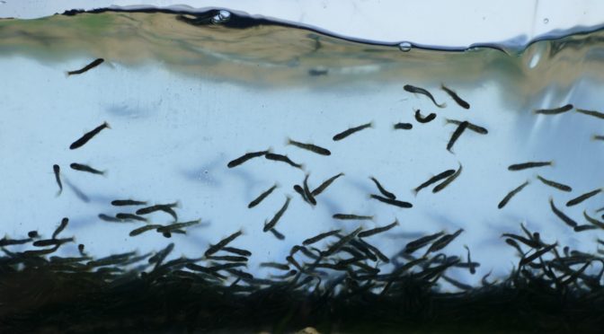 Artenvielfalt: ASV Hillerse besetzt 10.000 Meerforellenbrütlinge in der Oker